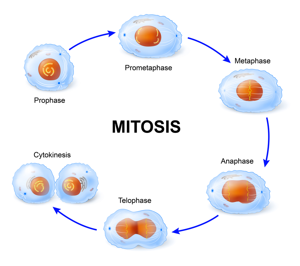 Mitosis Cell division