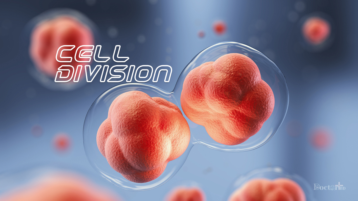 How Does Cell Division Work: A Step By Step Process