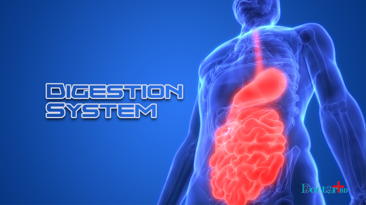 How Does The Digestion System Work Step By Step?