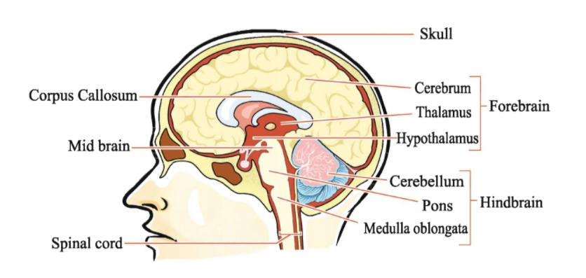 Human brain in Sagital Section
