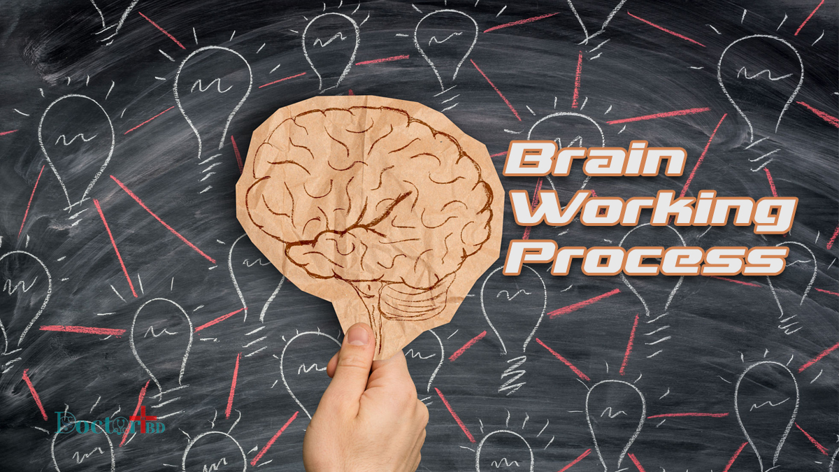 Working Process Of Human Brain