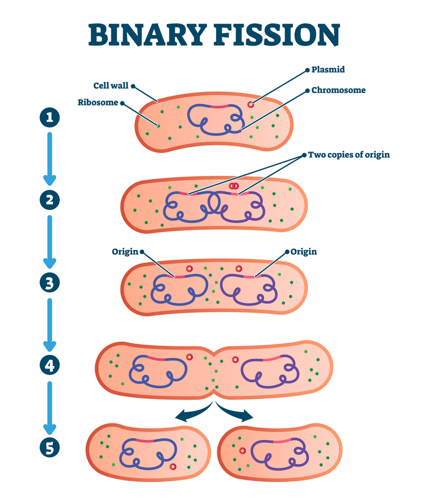 Binary Fission
